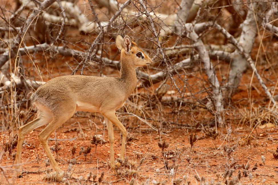 Dik dik.